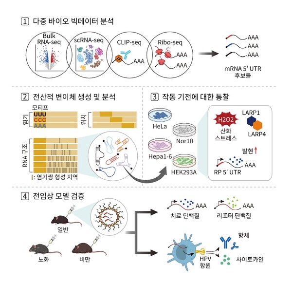 생물정보학을 활용한 mRNA 의약품 설계 및 검증 모식도. [사진: KAIST]