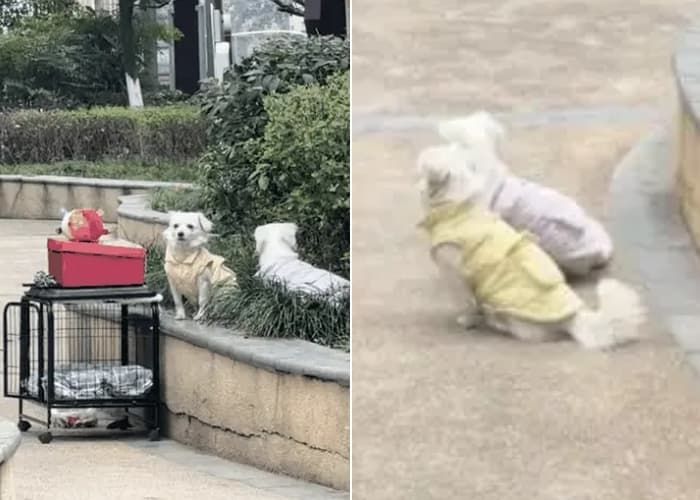 애니멀플래닛