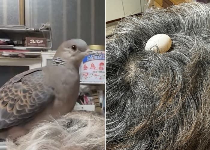 애니멀플래닛