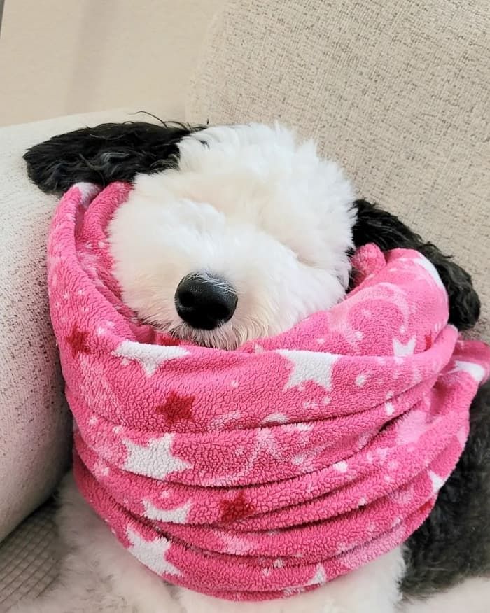 애니멀플래닛