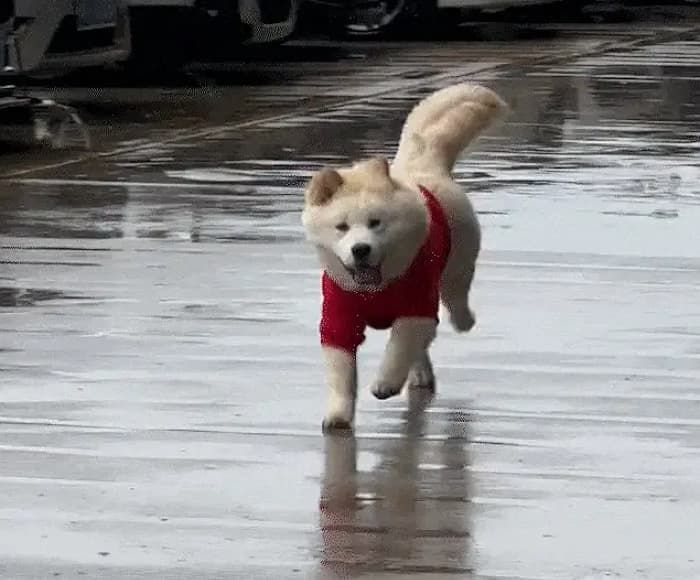 애니멀플래닛