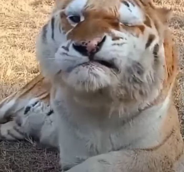 애니멀플래닛
