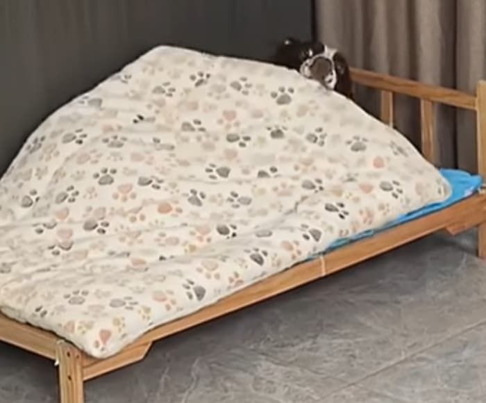 애니멀플래닛