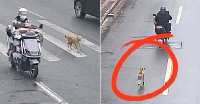 애니멀플래닛