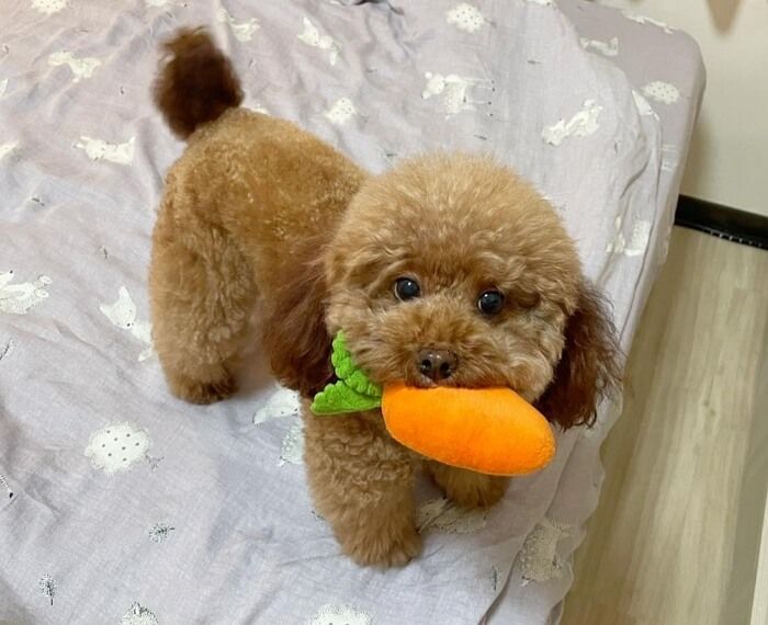 애니멀플래닛