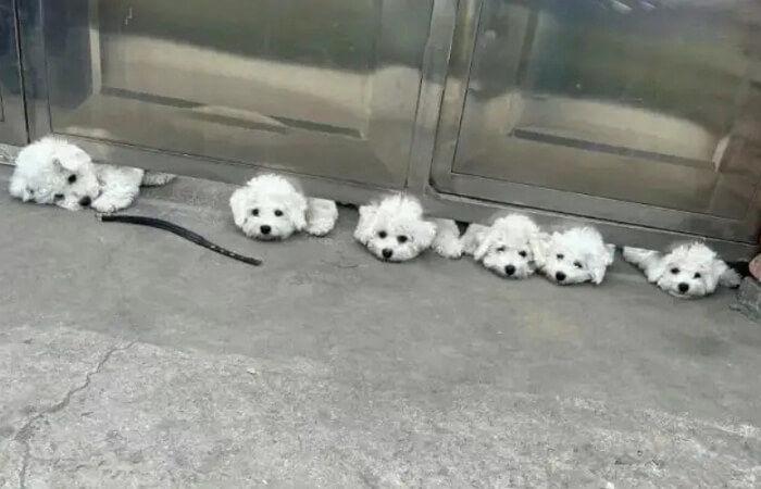 애니멀플래닛