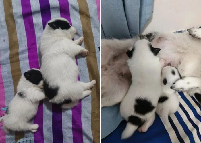 애니멀플래닛