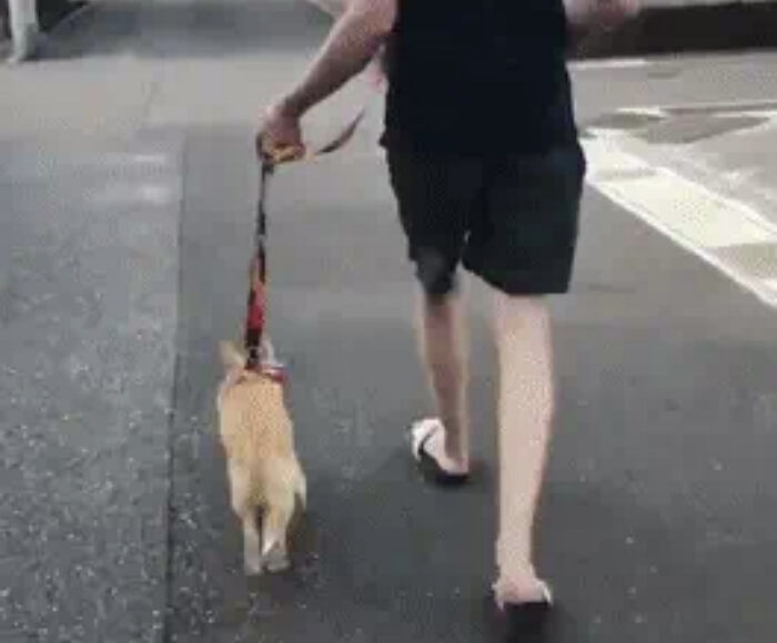 애니멀플래닛