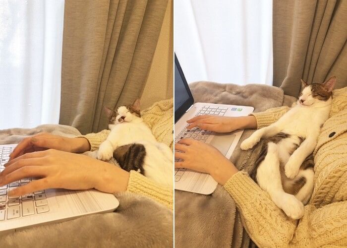 애니멀플래닛