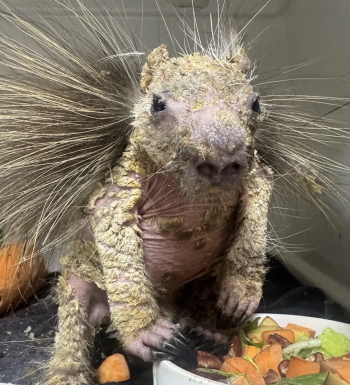 애니멀플래닛