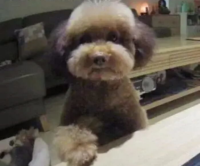 애니멀플래닛