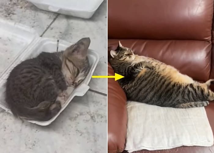애니멀플래닛