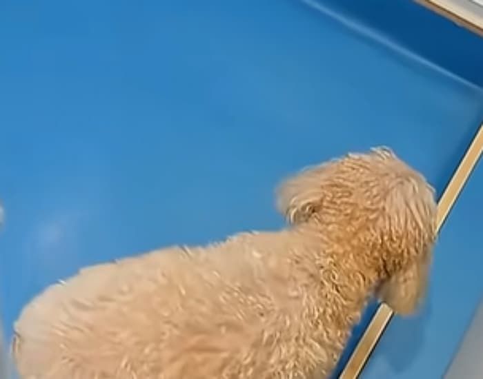 애니멀플래닛
