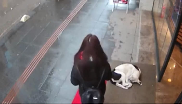 애니멀플래닛