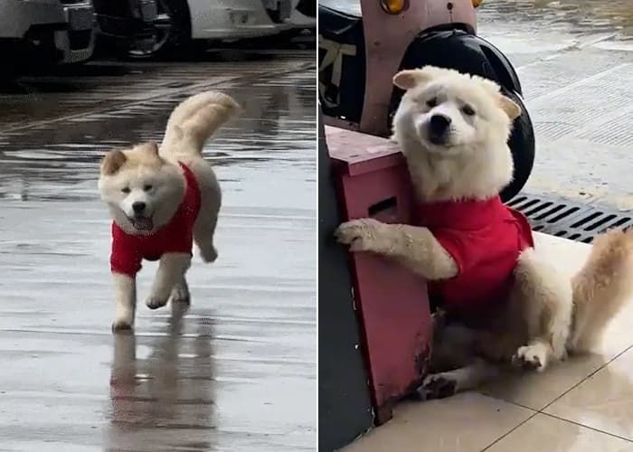 애니멀플래닛