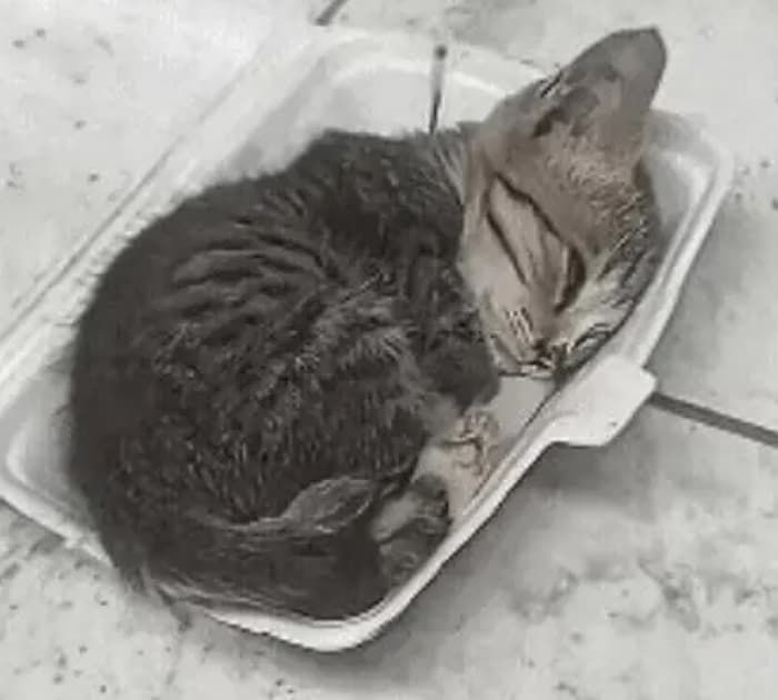 애니멀플래닛