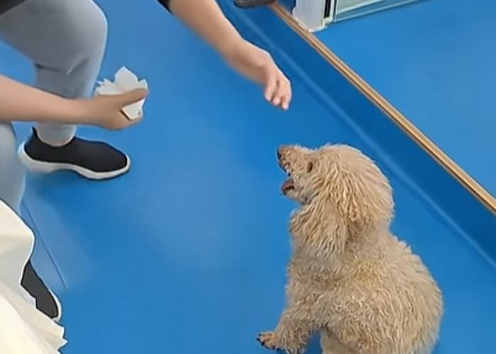 애니멀플래닛