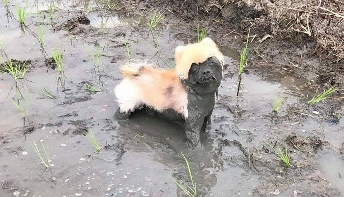 애니멀플래닛