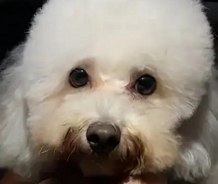애니멀플래닛