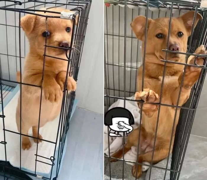 애니멀플래닛
