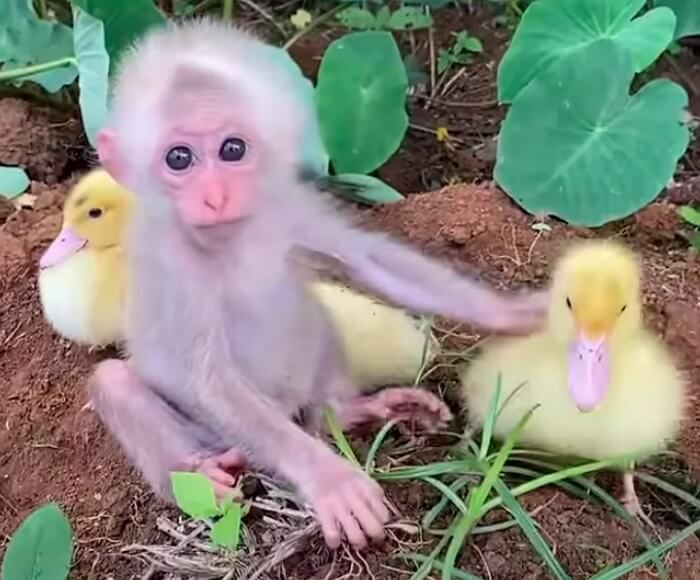 애니멀플래닛