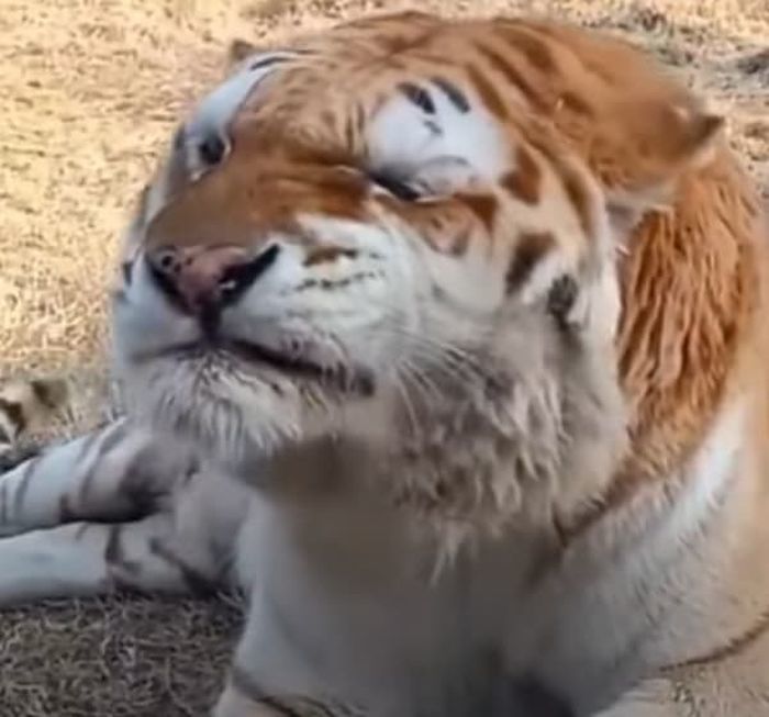 애니멀플래닛
