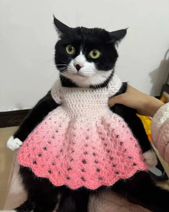 애니멀플래닛