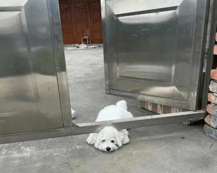 애니멀플래닛