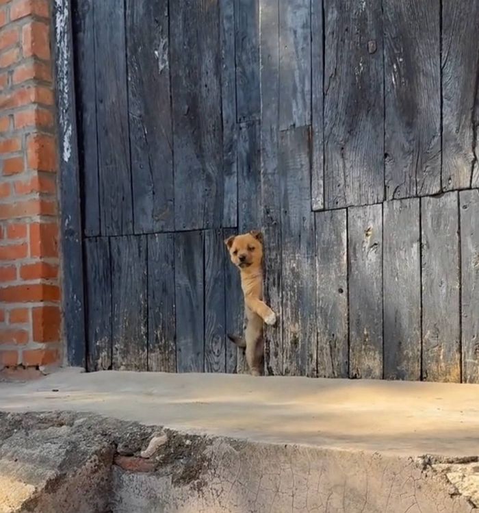 애니멀플래닛