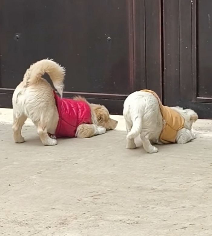 애니멀플래닛