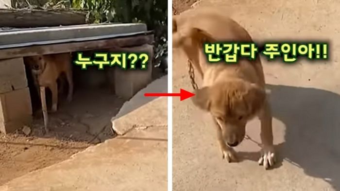 애니멀플래닛