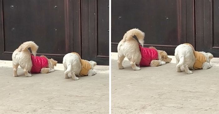 애니멀플래닛