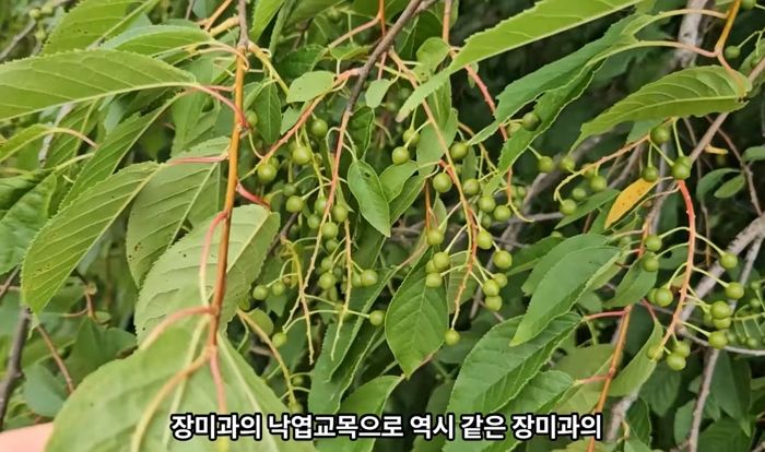 애니멀플래닛