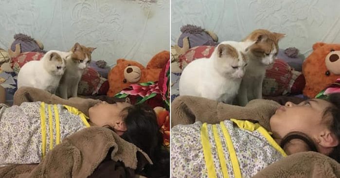 애니멀플래닛