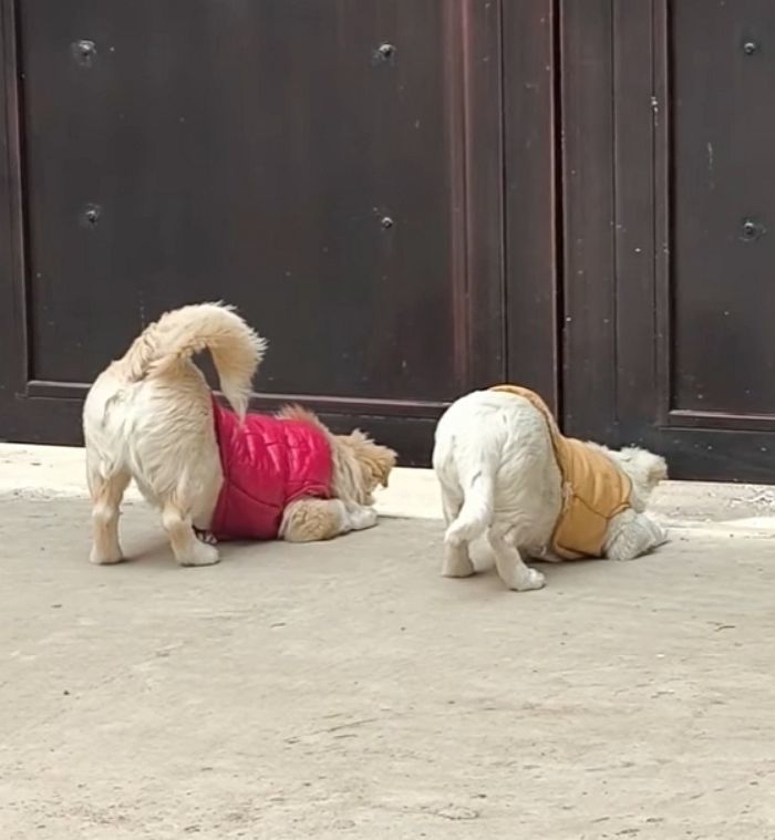 애니멀플래닛