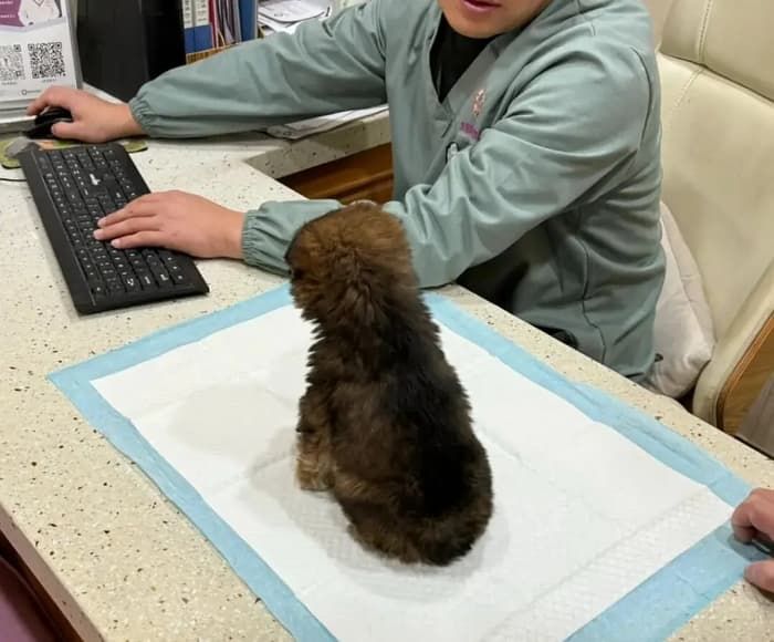 애니멀플래닛