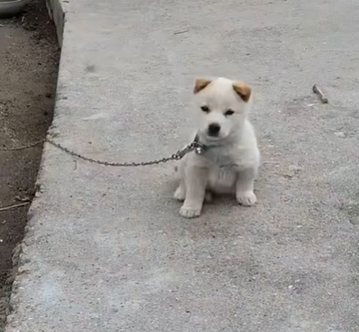 애니멀플래닛