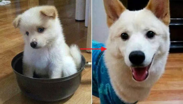 애니멀플래닛