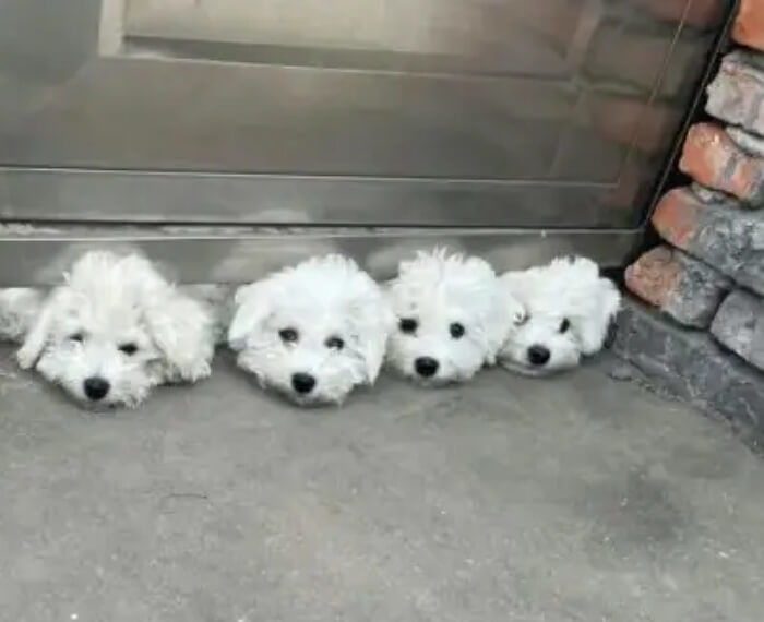 애니멀플래닛