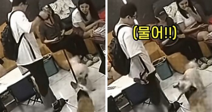 애니멀플래닛