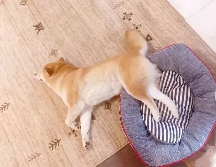 애니멀플래닛