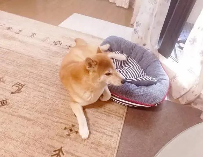 애니멀플래닛