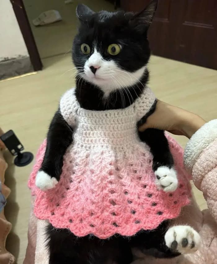 애니멀플래닛