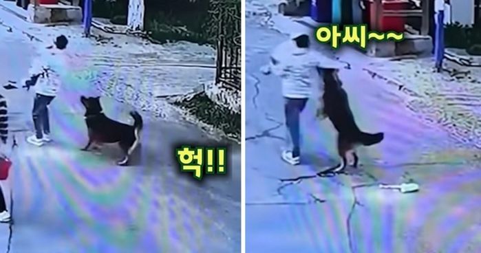 애니멀플래닛
