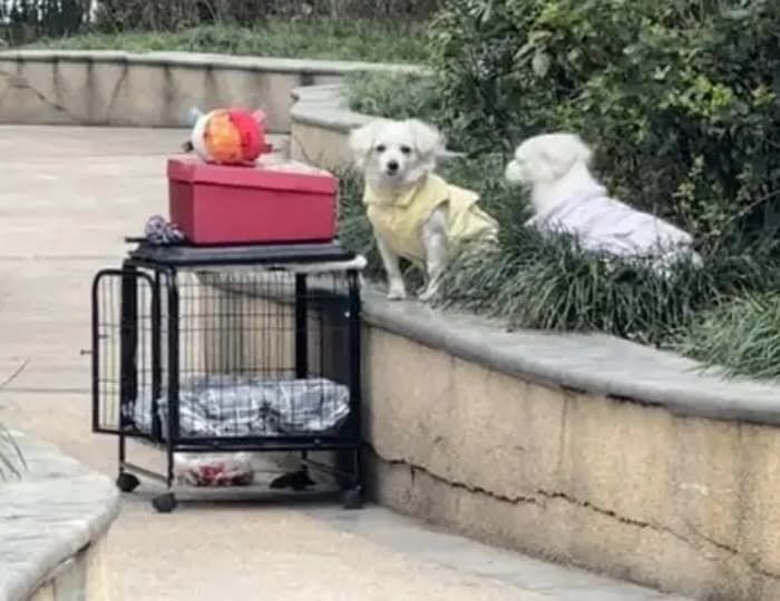애니멀플래닛