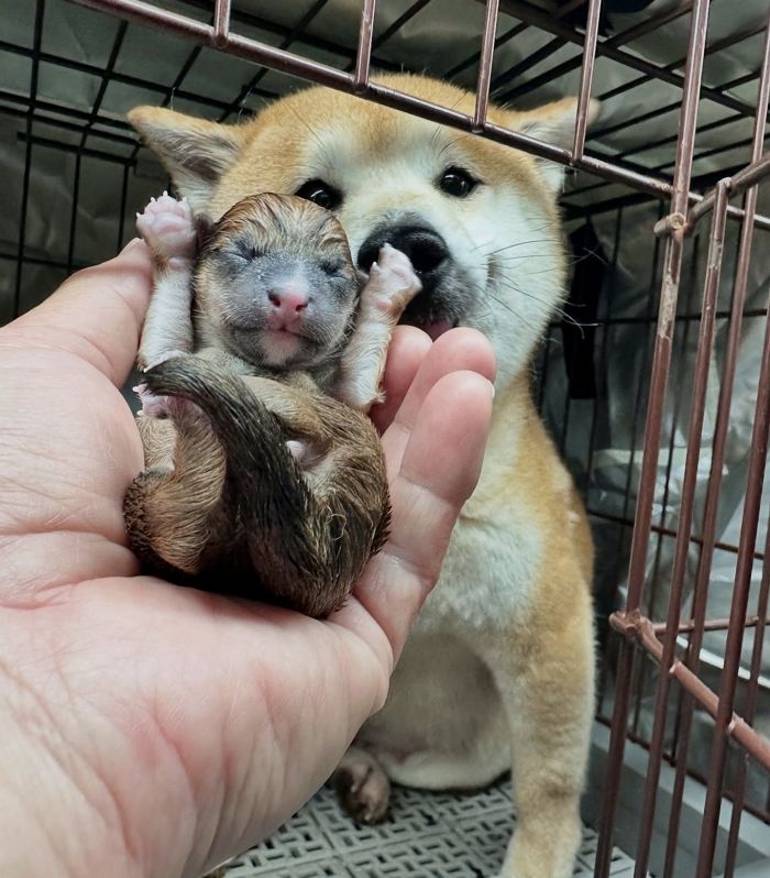 애니멀플래닛