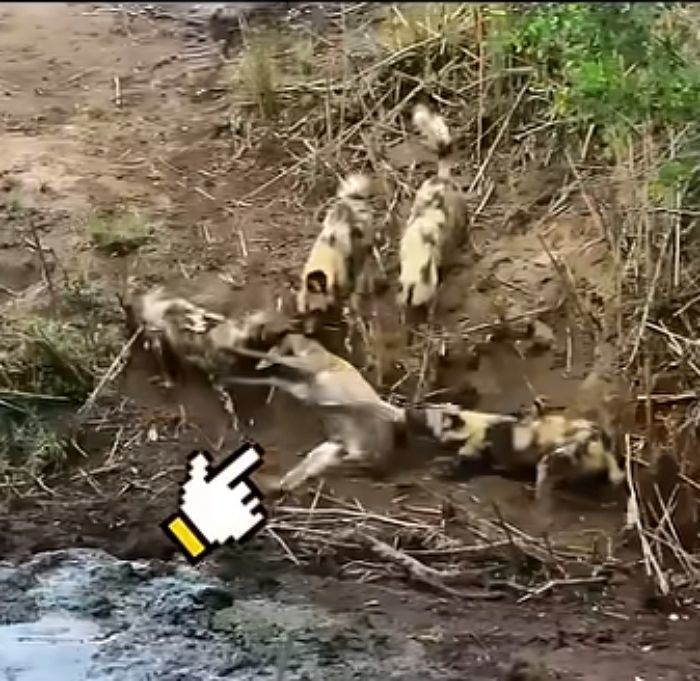 애니멀플래닛