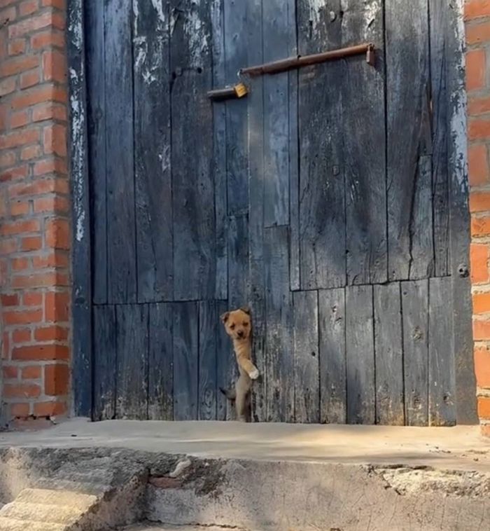 애니멀플래닛