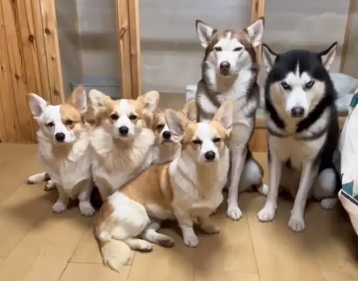 애니멀플래닛