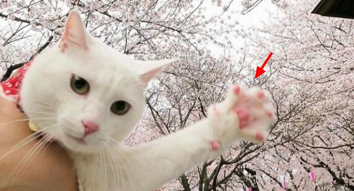 애니멀플래닛